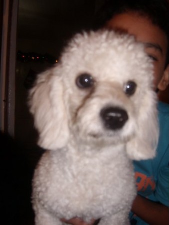 Bruno, un Fresh Poddle ataca a vendedor de CDS